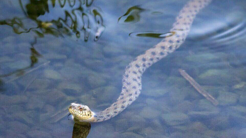The Mechanics of a Snake Strike, The General Rule of Strike Distance, Species Variations in Strike Distance, Factors That Influence Strike Distance, The Speed Factor: How Fast Do Snakes Strike?, Record-Breaking Snake Strikes, Defensive vs. Predatory Strikes, Vertical Strike Capabilities, Safe Distances for Different Snake Species, Myths and Misconceptions About Snake Strikes, Staying Safe Around Snakes