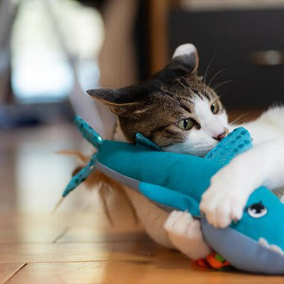 猫のイタズラは“問題行動”ではなく“自然な行動”, 猫のイタズラをやめさせる方法7選, 1.やってほしくない場所を物理的に防ぐ, 2.代わりになる“正しい遊び場”を用意する, 3.構ってほしくていたずらする場合は無視が有効, 4.スプレー・音・匂いなど猫の苦手な刺激を活用, 5.家具や物の配置を見直す, 6.運動不足・退屈を解消してあげる, 7.生活リズムを整える, 叱るのは逆効果？猫のしつけでNGな対応, 怒鳴る、たたく、大声を出す, 現行犯以外で“後から叱る”, 「やめさせたい行動」と「人間の注目」がセットになる