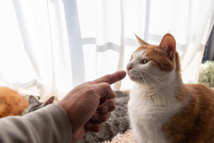 猫のイタズラは“問題行動”ではなく“自然な行動”, 猫のイタズラをやめさせる方法7選, 1.やってほしくない場所を物理的に防ぐ, 2.代わりになる“正しい遊び場”を用意する, 3.構ってほしくていたずらする場合は無視が有効, 4.スプレー・音・匂いなど猫の苦手な刺激を活用, 5.家具や物の配置を見直す, 6.運動不足・退屈を解消してあげる, 7.生活リズムを整える, 叱るのは逆効果？猫のしつけでNGな対応, 怒鳴る、たたく、大声を出す, 現行犯以外で“後から叱る”, 「やめさせたい行動」と「人間の注目」がセットになる