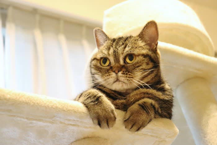 猫のイタズラは“問題行動”ではなく“自然な行動”, 猫のイタズラをやめさせる方法7選, 1.やってほしくない場所を物理的に防ぐ, 2.代わりになる“正しい遊び場”を用意する, 3.構ってほしくていたずらする場合は無視が有効, 4.スプレー・音・匂いなど猫の苦手な刺激を活用, 5.家具や物の配置を見直す, 6.運動不足・退屈を解消してあげる, 7.生活リズムを整える, 叱るのは逆効果？猫のしつけでNGな対応, 怒鳴る、たたく、大声を出す, 現行犯以外で“後から叱る”, 「やめさせたい行動」と「人間の注目」がセットになる