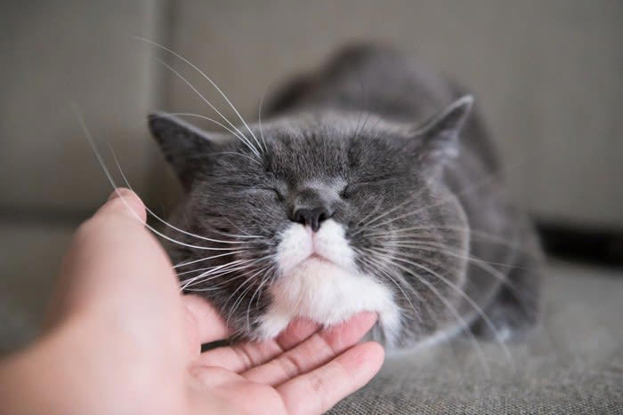 猫の「眉毛」って？, 眉毛が果たす重要な3つの役割, 1.障害物を避けるセンサー, 2.バランス感覚を保つ, 3.外的な刺激から目を守る, 眉毛が抜ける原因は？抜けたらどうなる？