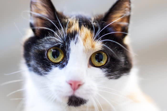 猫の「眉毛」って？, 眉毛が果たす重要な3つの役割, 1.障害物を避けるセンサー, 2.バランス感覚を保つ, 3.外的な刺激から目を守る, 眉毛が抜ける原因は？抜けたらどうなる？