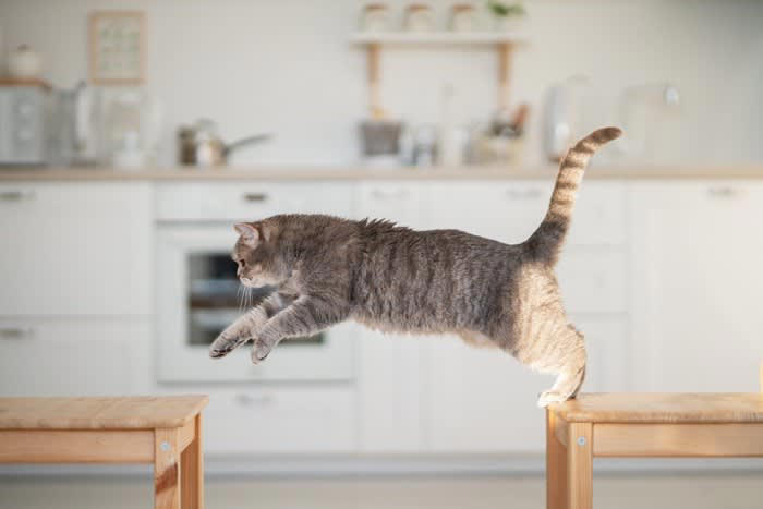 猫の「眉毛」って？, 眉毛が果たす重要な3つの役割, 1.障害物を避けるセンサー, 2.バランス感覚を保つ, 3.外的な刺激から目を守る, 眉毛が抜ける原因は？抜けたらどうなる？