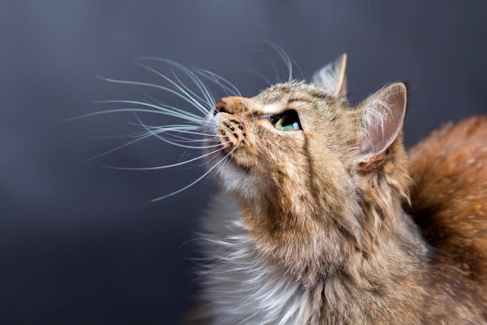 猫の「眉毛」って？, 眉毛が果たす重要な3つの役割, 1.障害物を避けるセンサー, 2.バランス感覚を保つ, 3.外的な刺激から目を守る, 眉毛が抜ける原因は？抜けたらどうなる？