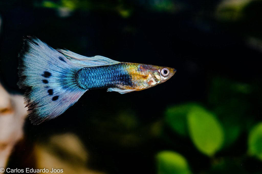 Goldfish Bubble Wall Enthusiasts, Zebra Danios Active Bubble Chasers, Platies Colorful Bubble Enthusiasts, Mollies Bubble-Loving Livebearers, White Cloud Mountain Minnows Cool-Water Bubble Fans, Corydoras Catfish Bottom-Dwelling Bubble Appreciators, Rainbowfish Colorful Current Swimmers, Swordtails Graceful Bubble Navigators, Barbs Energetic Bubble Explorers, Guppies Colorful Bubble Dancers, Three Fish That Prefer to Avoid Bubble Walls, Creating the Perfect Bubble Environment for Your Fish