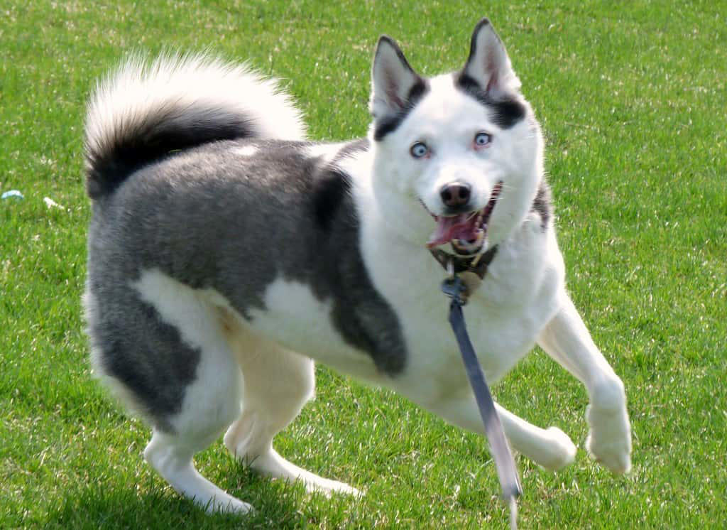 A Thriving Network of Dog Parks and Off-Leash Areas The Intoxicating World of Scent Adventures, Freedom to Run at Full Speed, Social Interactions with Fellow Canines, Meeting New Human Friends, The Thrill of Chasing Moving Objects, Exploring Different Textures and Surfaces, Water Features and Swimming Opportunities, Rolling and Digging in Natural Environments, Finding and Investigating Interesting Objects, Off-Leash Exercise and Natural Movement, Seasonal Changes and Weather Variations, Territory Marking and Scent Communication, Overwhelming Noise and Commotion, Aggressive or Unpredictable Dogs, Overwhelming Crowds and Lack of Escape Routes
