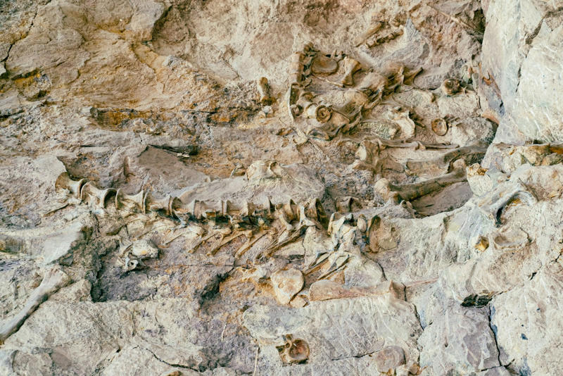 The Fossils Beneath Paris: What the Catacombs and Quarries Are Still Revealing The Accidental Discovery That Changed Paleontology, When Paris Was an Ancient Tropical Paradise, The Bizarre World of Prehistoric Parisian Sea Life, Revolutionary Microscopic Discoveries in Stone, The Mystery of the Missing Marine Mammals, Modern Technology Reveals Ancient Secrets, The Underground Fossil Highway System, Climate Change Clues Hidden in Limestone, The Great Extinction That Reshaped Paris Waters, Illegal Fossil Hunting in the Underground, Ancient Predator-Prey Relationships Preserved in Stone, The Role of Ancient Coral Reefs in Building Paris, Unexpected Discoveries in Construction Sites, Preservation Techniques That Lasted Millions of Years, The Future of Fossil Research Beneath Paris, Educational Programs Bringing Fossils to the Public, Conservation Challenges in Underground Fossil Sites, International Significance of Parisian Fossils, The Living Laboratory Beneath Our Feet