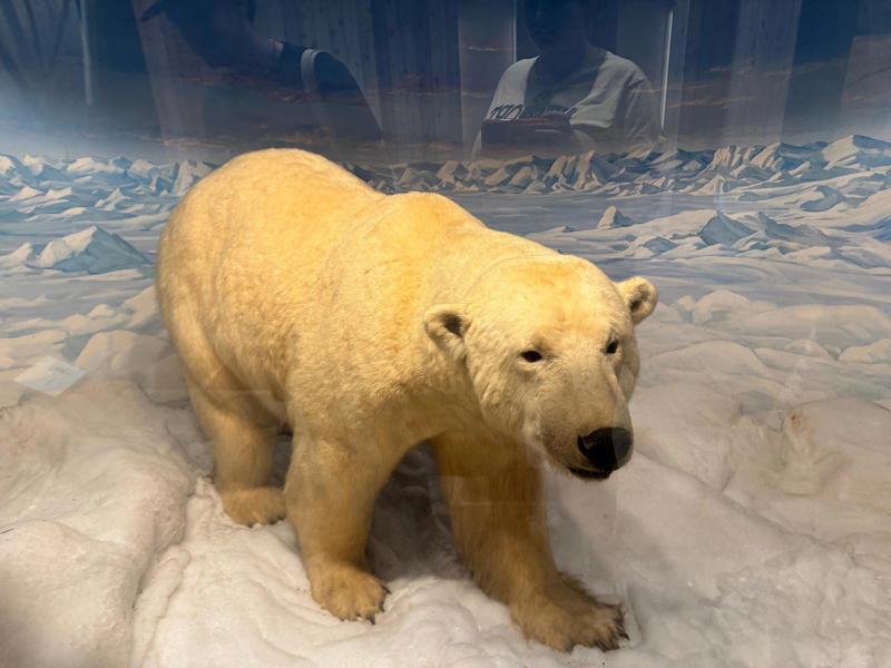 Another room was dedicated to large predators. It had a taxidermied lion and a tiger, but my favorite was the polar bear. Inside the grounds are hiking trails, gardens, and a gift shop., Before I toured the home, I visited the museum grounds., But the landscaping was still immaculate., Then it was time to head over to Eagle's Nest., One side of the mansion is a natural history museum., The first room I saw was the dining room., The ceiling is constructed from Florida cedar, or Southern Red cedar., This is her changing room and bathroom., The house was set on a hill, so the yard was multi-level., First, I walked to the right., There was a large reflecting pool., But the main attraction was, once again, the view., To my surprise, it was a filled-in saltwater pool., They'd even left the ladder in., There were also changing rooms.