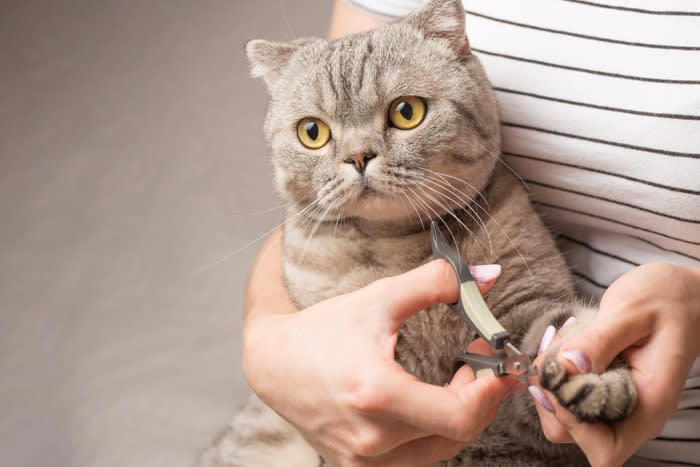 猫の「爪切り」を手早く済ます6つのコツ, 1.爪切り前の準備と雰囲気づくり, 2.正しい持ち方と切り方, 3.ご褒美と声掛けでポジティブな体験に, 4.短時間で複数回に分ける, 5.切れ味の良い爪切りを選ぶ, どうしても「爪切り」ができないときの対処法