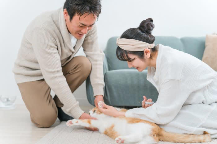 猫の「爪切り」を手早く済ます6つのコツ, 1.爪切り前の準備と雰囲気づくり, 2.正しい持ち方と切り方, 3.ご褒美と声掛けでポジティブな体験に, 4.短時間で複数回に分ける, 5.切れ味の良い爪切りを選ぶ, どうしても「爪切り」ができないときの対処法