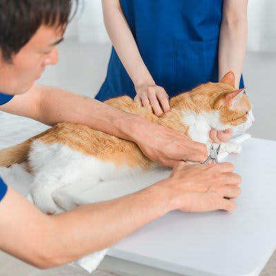 猫の「爪切り」を手早く済ます6つのコツ, 1.爪切り前の準備と雰囲気づくり, 2.正しい持ち方と切り方, 3.ご褒美と声掛けでポジティブな体験に, 4.短時間で複数回に分ける, 5.切れ味の良い爪切りを選ぶ, どうしても「爪切り」ができないときの対処法