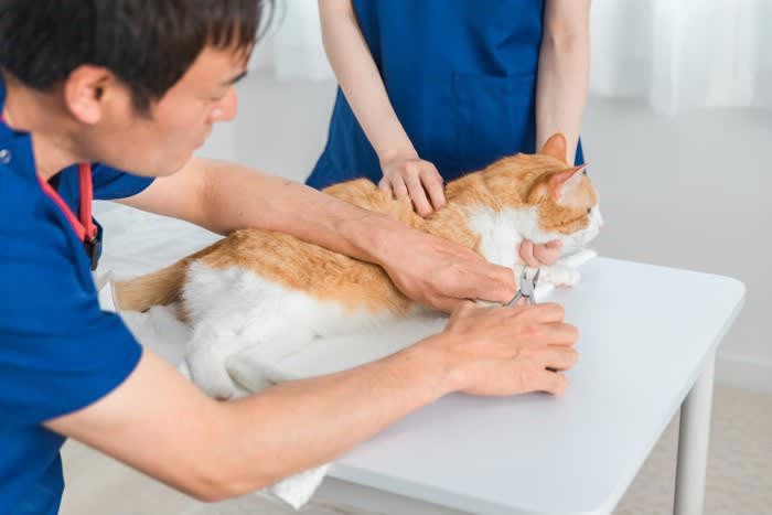 猫の「爪切り」を手早く済ます6つのコツ, 1.爪切り前の準備と雰囲気づくり, 2.正しい持ち方と切り方, 3.ご褒美と声掛けでポジティブな体験に, 4.短時間で複数回に分ける, 5.切れ味の良い爪切りを選ぶ, どうしても「爪切り」ができないときの対処法