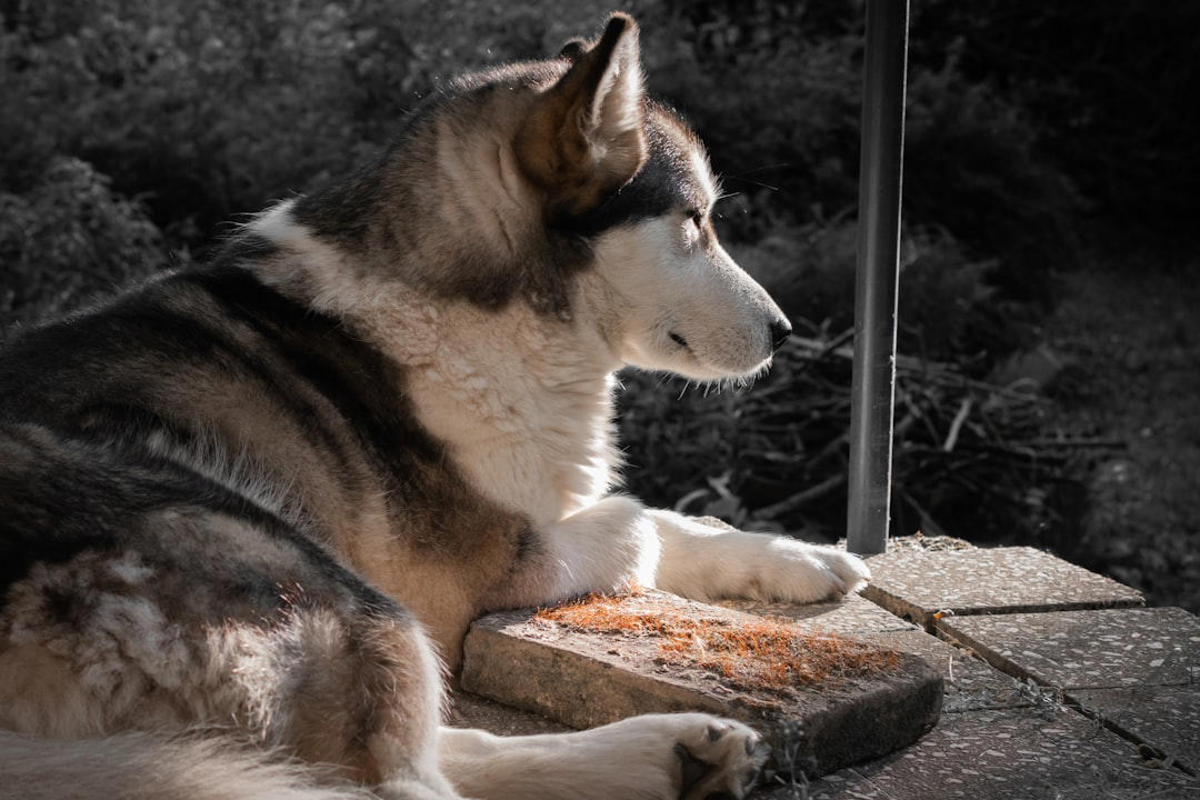 2 Alaskan Malamute 10 Border Collie, 9 Australian Shepherd, 8 Siberian Husky, 7 Labrador Retriever, 6 Belgian Malinois, 5 German Shorthaired Pointer, 4 Vizsla, 3 Jack Russell Terrier, 2 Alaskan Malamute, 1 Portuguese Water Dog, 6 English Bulldog, 5 Shih Tzu, 4 Basset Hound, 3 French Bulldog, 2 Chihuahua, 1 Pekingese