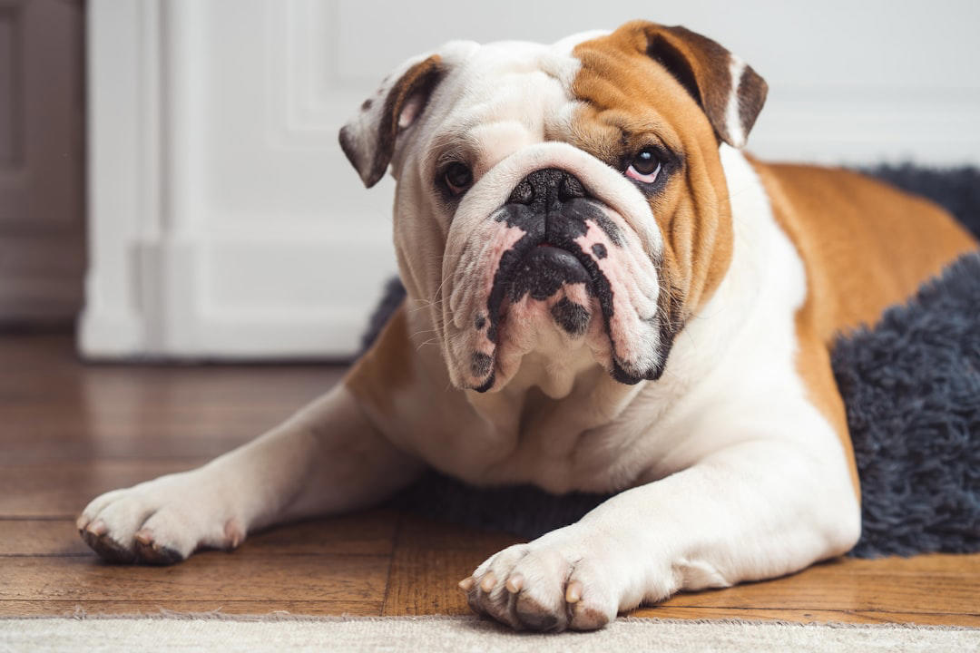 6 English Bulldog 10 Border Collie, 9 Australian Shepherd, 8 Siberian Husky, 7 Labrador Retriever, 6 Belgian Malinois, 5 German Shorthaired Pointer, 4 Vizsla, 3 Jack Russell Terrier, 2 Alaskan Malamute, 1 Portuguese Water Dog, 6 English Bulldog, 5 Shih Tzu, 4 Basset Hound, 3 French Bulldog, 2 Chihuahua, 1 Pekingese