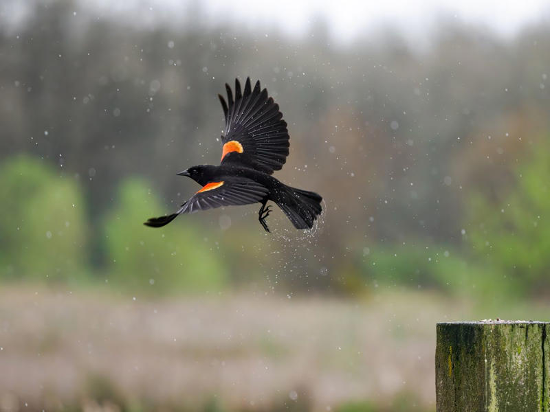 Ask your local experts for advice., To watch, first listen—and walk in that direction. , Familiarize yourself with their habitats. , Set your sights on birds of prey., Don’t overthink it.