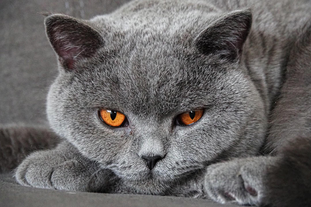 British Shorthair: The Teddy Bear of Cats British Shorthair: The Teddy Bear of Cats, Russian Blue: Silvery, Silky, and Stunning, Chartreux: Blue as the Evening Sky, Korat: The Good Luck Velvet Gem, Nebelung: The Whisper-Soft Enigma, Burmese: Chocolate Velvet in Cat Form, Tonkinese: Softness With a Splash of Sparkle, Devon Rex: Curly Velvet With a Twist, Selkirk Rex: The Plushest Curls in Town, Scottish Fold: Velvet Ears, Velvet Fur, Exotic Shorthair: The Plush Persian Cousin, Bombay: The Miniature Black Panther, American Shorthair: Classic Softness, All-American Charm, Oriental Shorthair: Sleek Velvet in Every Color, Singapura: Tiny, Tactile Velvet Wonders, Snowshoe: White Mittens, Velvet Fur, Turkish Angora: Flowing Velvet Elegance, Havana Brown: Rich Chocolate Velvet, Tonkinese Mink: The Sparkling Velvet Hybrid, Burmilla: Silver Velvet With a Sparkle, Lilac Burmese: Powder-Soft Pastel Velvet, Bengal: Velvet Rosettes and Wild Luxury, Manx: Velvet Softness With a Twist, LaPerm: Velvet Curls With a Surprise, Ragdoll: The Ultimate Velvet Lap Cat