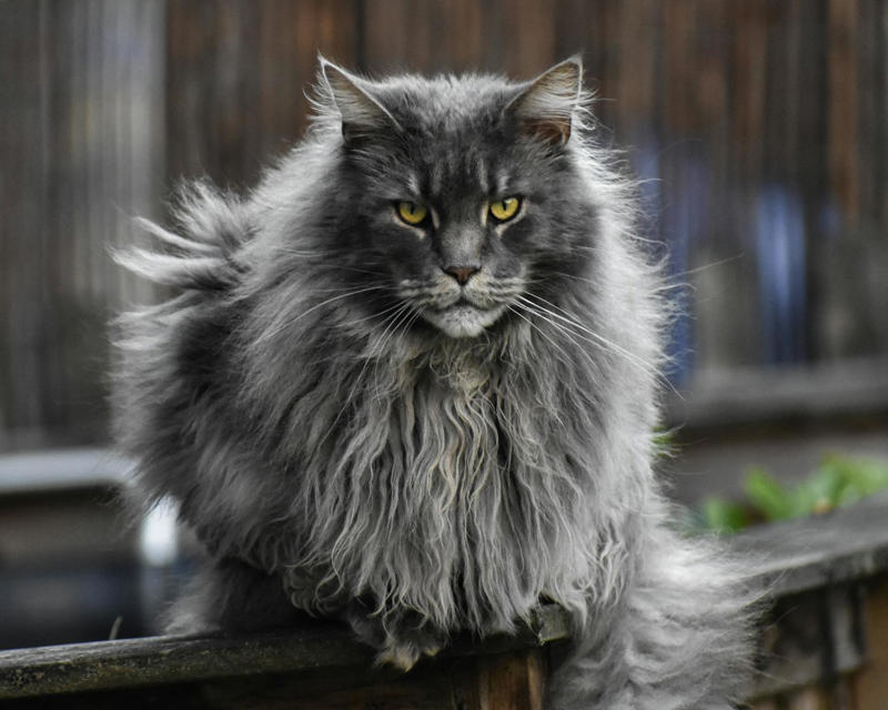 8 Cat Breeds With Fur Like Velvet British Shorthair: The Teddy Bear of Cats, Russian Blue: Silvery, Silky, and Stunning, Chartreux: Blue as the Evening Sky, Korat: The Good Luck Velvet Gem, Nebelung: The Whisper-Soft Enigma, Burmese: Chocolate Velvet in Cat Form, Tonkinese: Softness With a Splash of Sparkle, Devon Rex: Curly Velvet With a Twist, Selkirk Rex: The Plushest Curls in Town, Scottish Fold: Velvet Ears, Velvet Fur, Exotic Shorthair: The Plush Persian Cousin, Bombay: The Miniature Black Panther, American Shorthair: Classic Softness, All-American Charm, Oriental Shorthair: Sleek Velvet in Every Color, Singapura: Tiny, Tactile Velvet Wonders, Snowshoe: White Mittens, Velvet Fur, Turkish Angora: Flowing Velvet Elegance, Havana Brown: Rich Chocolate Velvet, Tonkinese Mink: The Sparkling Velvet Hybrid, Burmilla: Silver Velvet With a Sparkle, Lilac Burmese: Powder-Soft Pastel Velvet, Bengal: Velvet Rosettes and Wild Luxury, Manx: Velvet Softness With a Twist, LaPerm: Velvet Curls With a Surprise, Ragdoll: The Ultimate Velvet Lap Cat