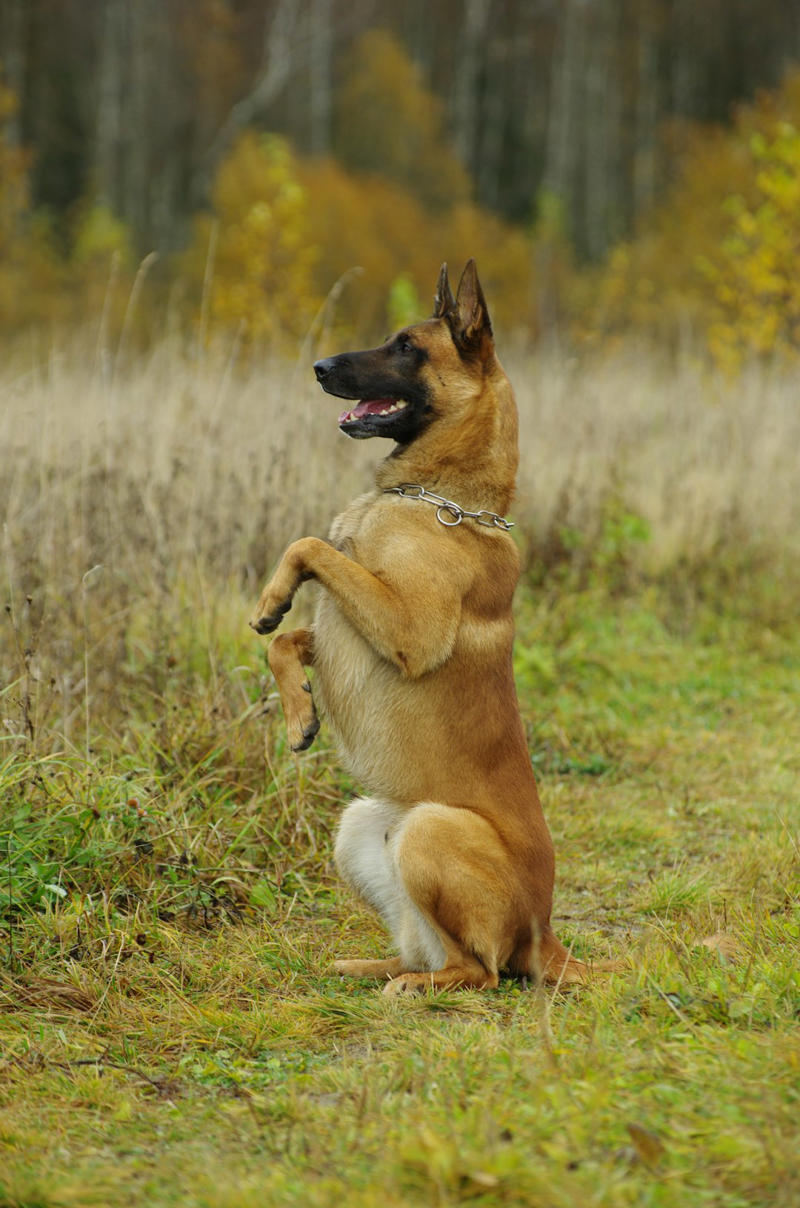 6 Belgian Malinois 10 Border Collie, 9 Australian Shepherd, 8 Siberian Husky, 7 Labrador Retriever, 6 Belgian Malinois, 5 German Shorthaired Pointer, 4 Vizsla, 3 Jack Russell Terrier, 2 Alaskan Malamute, 1 Portuguese Water Dog, 6 English Bulldog, 5 Shih Tzu, 4 Basset Hound, 3 French Bulldog, 2 Chihuahua, 1 Pekingese