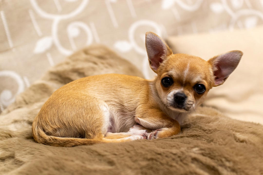 2 Chihuahua 10 Border Collie, 9 Australian Shepherd, 8 Siberian Husky, 7 Labrador Retriever, 6 Belgian Malinois, 5 German Shorthaired Pointer, 4 Vizsla, 3 Jack Russell Terrier, 2 Alaskan Malamute, 1 Portuguese Water Dog, 6 English Bulldog, 5 Shih Tzu, 4 Basset Hound, 3 French Bulldog, 2 Chihuahua, 1 Pekingese