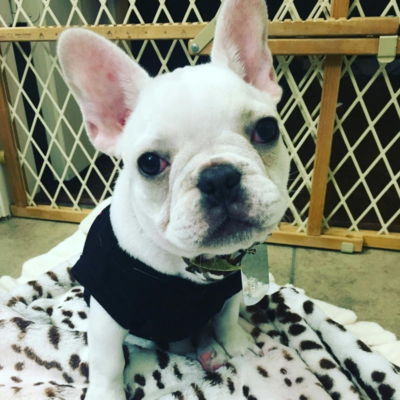 3 French Bulldog 10 Border Collie, 9 Australian Shepherd, 8 Siberian Husky, 7 Labrador Retriever, 6 Belgian Malinois, 5 German Shorthaired Pointer, 4 Vizsla, 3 Jack Russell Terrier, 2 Alaskan Malamute, 1 Portuguese Water Dog, 6 English Bulldog, 5 Shih Tzu, 4 Basset Hound, 3 French Bulldog, 2 Chihuahua, 1 Pekingese