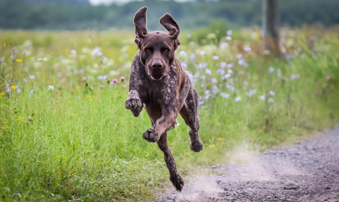5 German Shorthaired Pointer 10 Border Collie, 9 Australian Shepherd, 8 Siberian Husky, 7 Labrador Retriever, 6 Belgian Malinois, 5 German Shorthaired Pointer, 4 Vizsla, 3 Jack Russell Terrier, 2 Alaskan Malamute, 1 Portuguese Water Dog, 6 English Bulldog, 5 Shih Tzu, 4 Basset Hound, 3 French Bulldog, 2 Chihuahua, 1 Pekingese