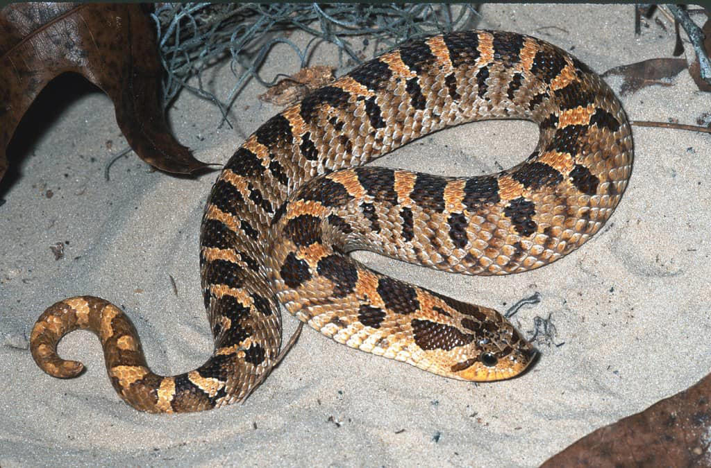 The Mechanics of a Snake Strike, The General Rule of Strike Distance, Species Variations in Strike Distance, Factors That Influence Strike Distance, The Speed Factor: How Fast Do Snakes Strike?, Record-Breaking Snake Strikes, Defensive vs. Predatory Strikes, Vertical Strike Capabilities, Safe Distances for Different Snake Species, Myths and Misconceptions About Snake Strikes, Staying Safe Around Snakes