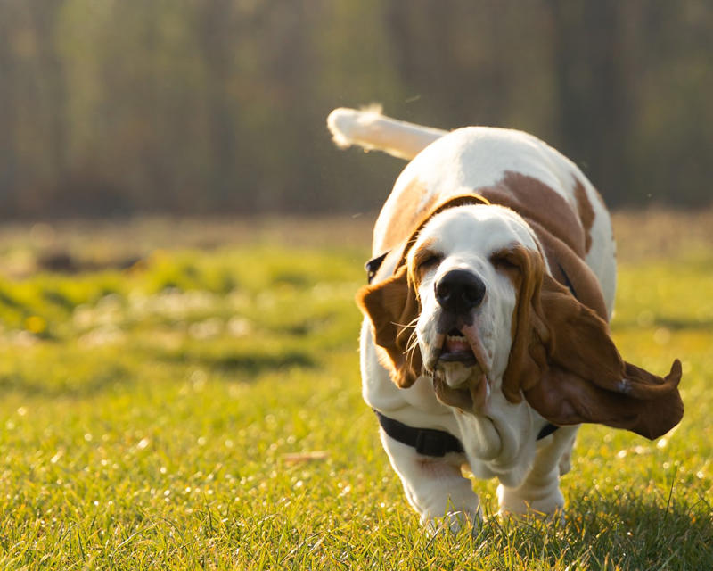 4 Basset Hound 10 Border Collie, 9 Australian Shepherd, 8 Siberian Husky, 7 Labrador Retriever, 6 Belgian Malinois, 5 German Shorthaired Pointer, 4 Vizsla, 3 Jack Russell Terrier, 2 Alaskan Malamute, 1 Portuguese Water Dog, 6 English Bulldog, 5 Shih Tzu, 4 Basset Hound, 3 French Bulldog, 2 Chihuahua, 1 Pekingese
