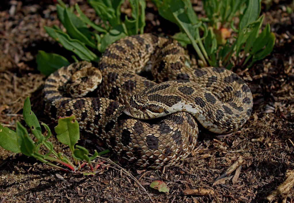 The Mechanics of a Snake Strike, The General Rule of Strike Distance, Species Variations in Strike Distance, Factors That Influence Strike Distance, The Speed Factor: How Fast Do Snakes Strike?, Record-Breaking Snake Strikes, Defensive vs. Predatory Strikes, Vertical Strike Capabilities, Safe Distances for Different Snake Species, Myths and Misconceptions About Snake Strikes, Staying Safe Around Snakes