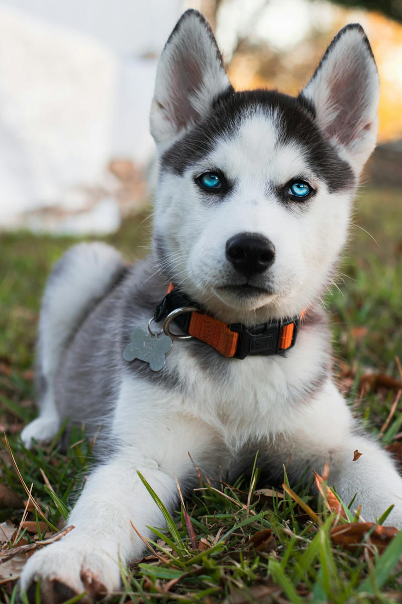 8 Siberian Husky 10 Border Collie, 9 Australian Shepherd, 8 Siberian Husky, 7 Labrador Retriever, 6 Belgian Malinois, 5 German Shorthaired Pointer, 4 Vizsla, 3 Jack Russell Terrier, 2 Alaskan Malamute, 1 Portuguese Water Dog, 6 English Bulldog, 5 Shih Tzu, 4 Basset Hound, 3 French Bulldog, 2 Chihuahua, 1 Pekingese