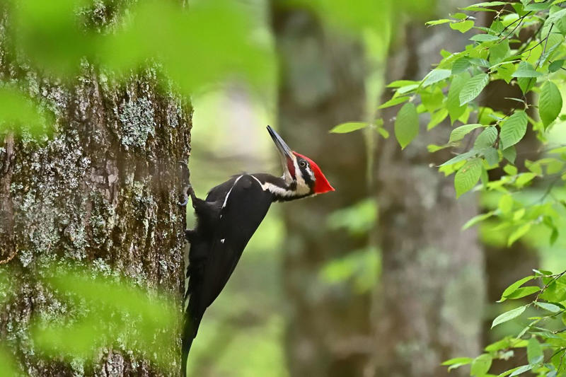 Ask your local experts for advice., To watch, first listen—and walk in that direction. , Familiarize yourself with their habitats. , Set your sights on birds of prey., Don’t overthink it.