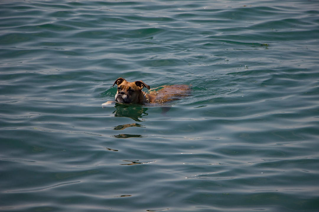 1 Portuguese Water Dog 10 Border Collie, 9 Australian Shepherd, 8 Siberian Husky, 7 Labrador Retriever, 6 Belgian Malinois, 5 German Shorthaired Pointer, 4 Vizsla, 3 Jack Russell Terrier, 2 Alaskan Malamute, 1 Portuguese Water Dog, 6 English Bulldog, 5 Shih Tzu, 4 Basset Hound, 3 French Bulldog, 2 Chihuahua, 1 Pekingese