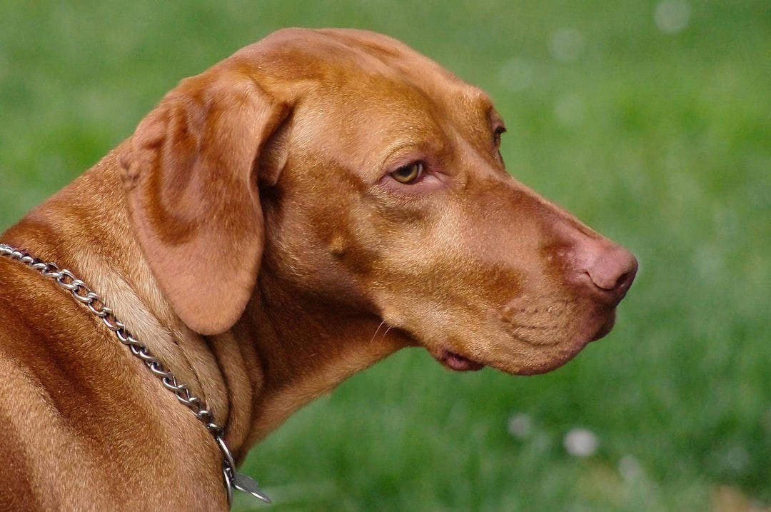 4 Vizsla 10 Border Collie, 9 Australian Shepherd, 8 Siberian Husky, 7 Labrador Retriever, 6 Belgian Malinois, 5 German Shorthaired Pointer, 4 Vizsla, 3 Jack Russell Terrier, 2 Alaskan Malamute, 1 Portuguese Water Dog, 6 English Bulldog, 5 Shih Tzu, 4 Basset Hound, 3 French Bulldog, 2 Chihuahua, 1 Pekingese