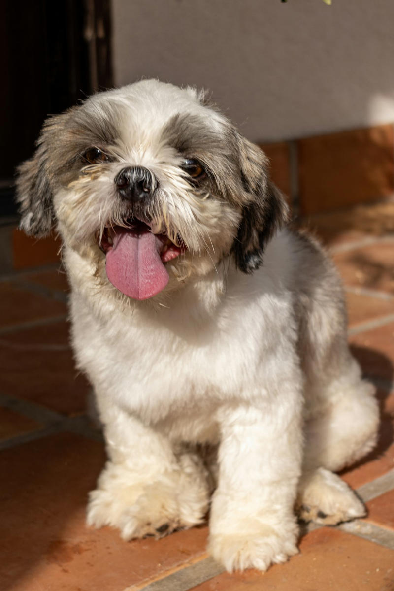 5 Shih Tzu 10 Border Collie, 9 Australian Shepherd, 8 Siberian Husky, 7 Labrador Retriever, 6 Belgian Malinois, 5 German Shorthaired Pointer, 4 Vizsla, 3 Jack Russell Terrier, 2 Alaskan Malamute, 1 Portuguese Water Dog, 6 English Bulldog, 5 Shih Tzu, 4 Basset Hound, 3 French Bulldog, 2 Chihuahua, 1 Pekingese