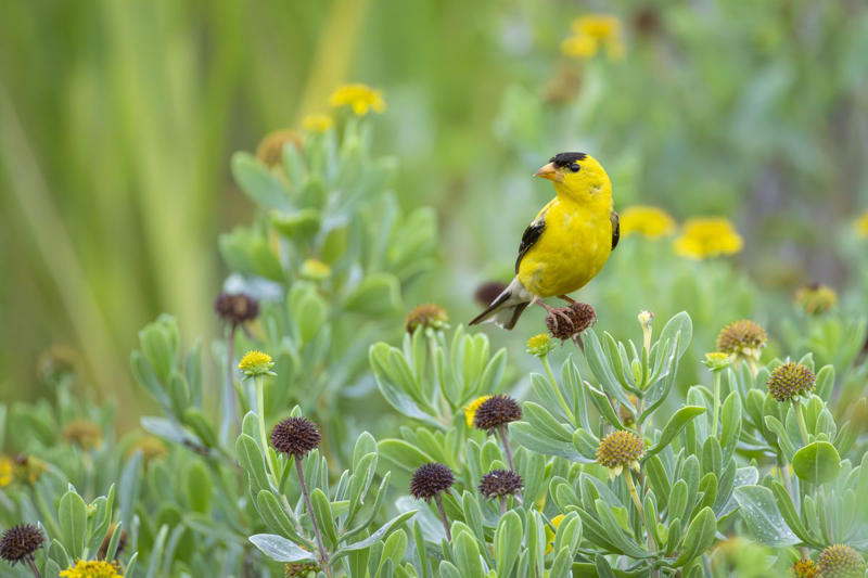 Ask your local experts for advice., To watch, first listen—and walk in that direction. , Familiarize yourself with their habitats. , Set your sights on birds of prey., Don’t overthink it.