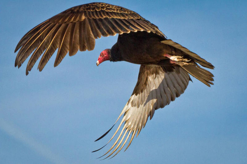 Ask your local experts for advice., To watch, first listen—and walk in that direction. , Familiarize yourself with their habitats. , Set your sights on birds of prey., Don’t overthink it.