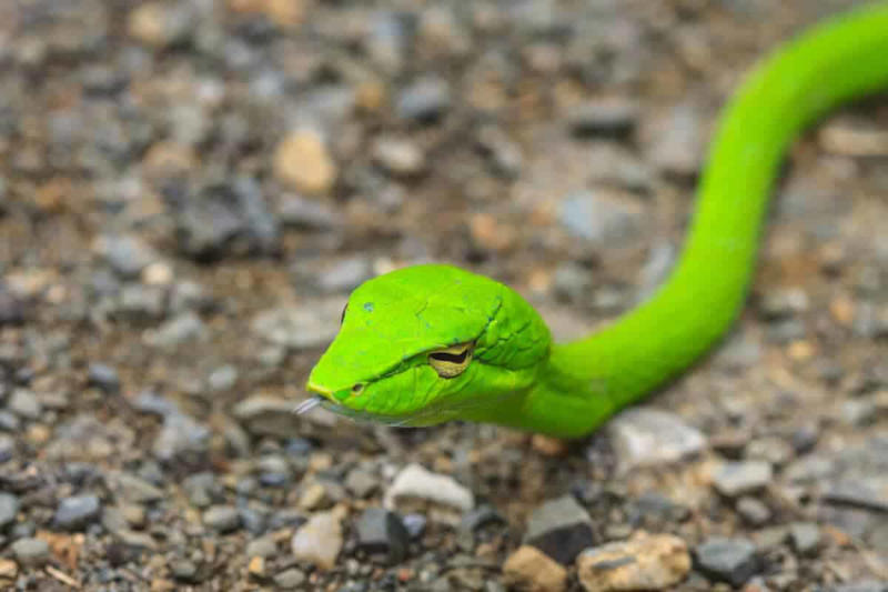 The Mechanics of a Snake Strike, The General Rule of Strike Distance, Species Variations in Strike Distance, Factors That Influence Strike Distance, The Speed Factor: How Fast Do Snakes Strike?, Record-Breaking Snake Strikes, Defensive vs. Predatory Strikes, Vertical Strike Capabilities, Safe Distances for Different Snake Species, Myths and Misconceptions About Snake Strikes, Staying Safe Around Snakes
