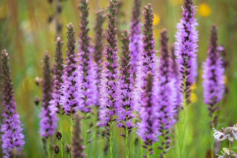 Liatris