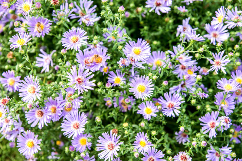 Asters