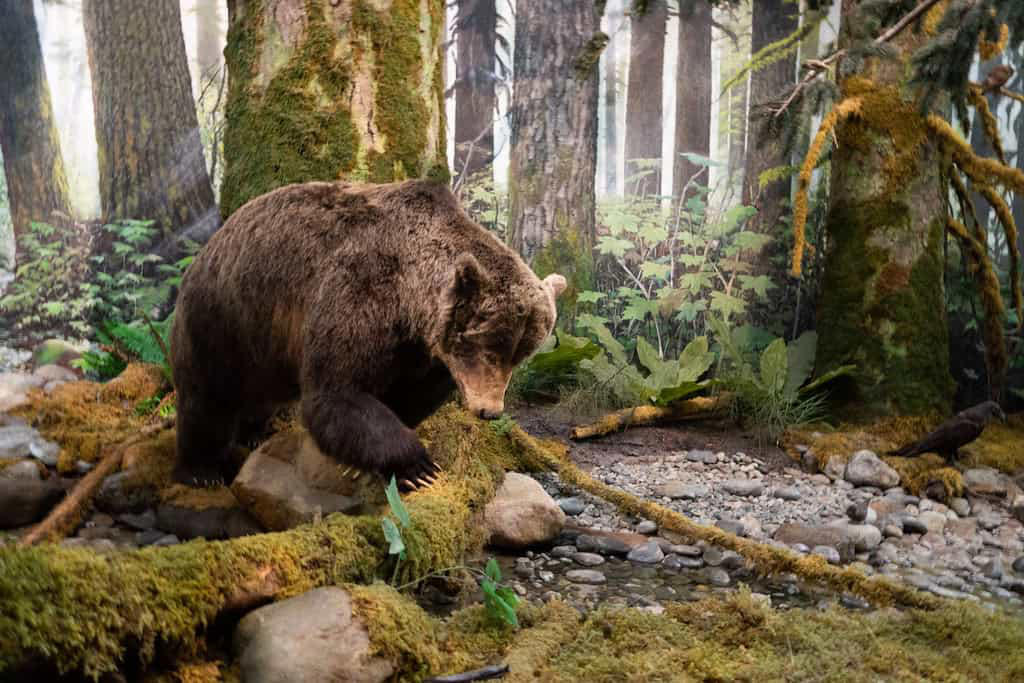 The Role of Bears in Keeping Forests Healthy The Challenge of Habitat Fragmentation, What Are Wildlife Corridors?, Bear-Specific Corridor Design Elements, The Yellowstone to Yukon Initiative, Wildlife Overpasses and Underpasses, Measuring Corridor Effectiveness, Economic Benefits of Bear Corridors, Community Engagement and Education, Challenges and Obstacles, Future Directions in Corridor Conservation
