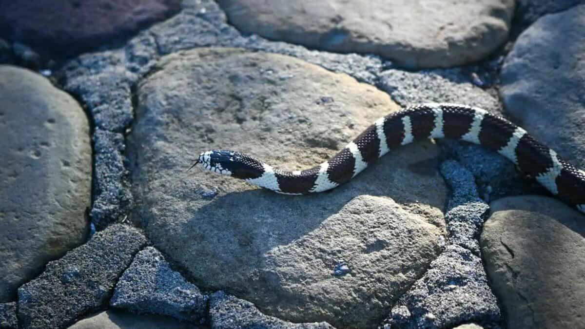 The Mechanics of a Snake Strike, The General Rule of Strike Distance, Species Variations in Strike Distance, Factors That Influence Strike Distance, The Speed Factor: How Fast Do Snakes Strike?, Record-Breaking Snake Strikes, Defensive vs. Predatory Strikes, Vertical Strike Capabilities, Safe Distances for Different Snake Species, Myths and Misconceptions About Snake Strikes, Staying Safe Around Snakes