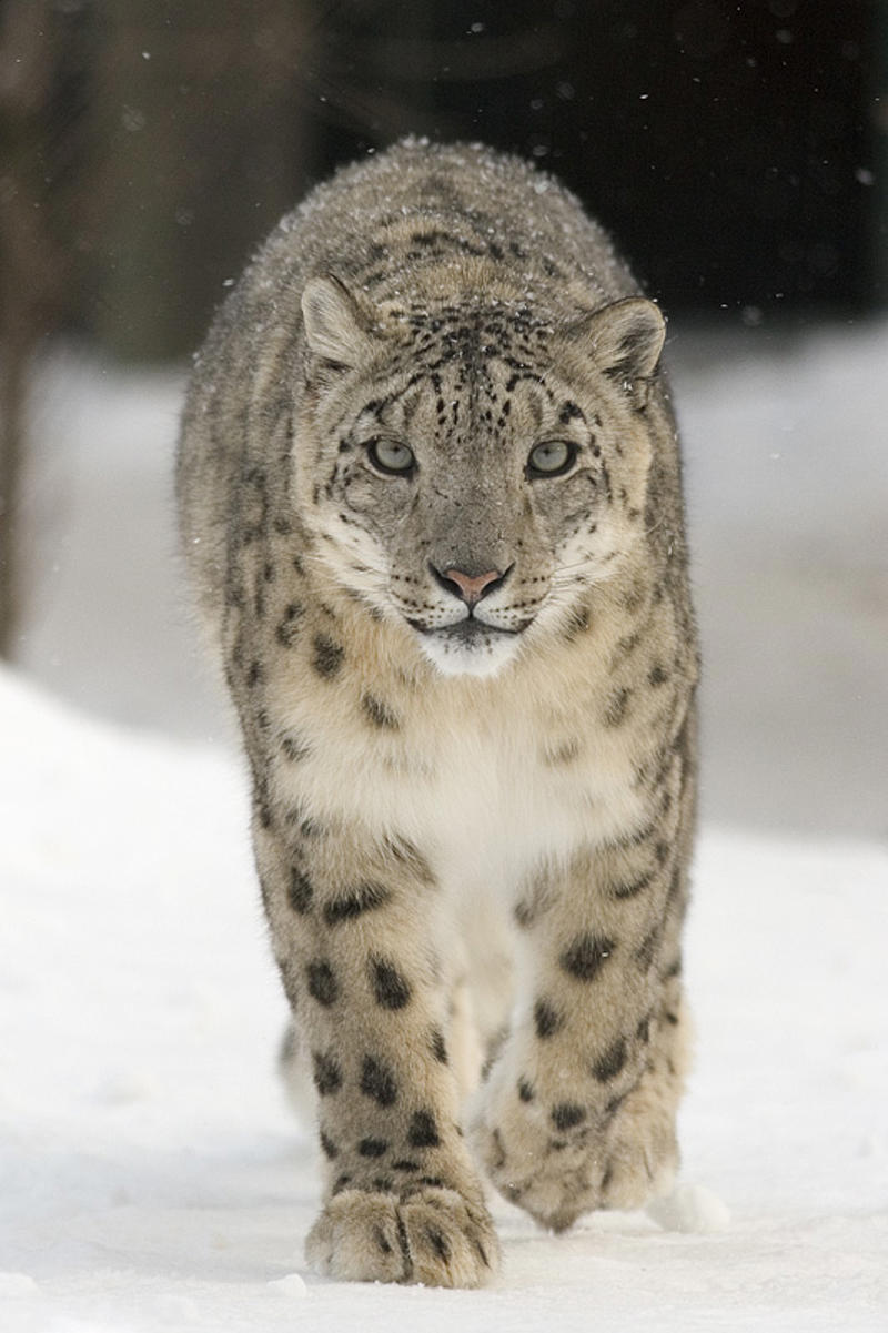 8 Big Cats That Hunt Alone by Choice The Leopard: Master of Silent Stalking, The Tiger: Solitary Apex Predator, The Jaguar: South America's Powerhouse, The Snow Leopard: Ghost of the Mountains, The Cougar: North America's Silent Shadow, The Eurasian Lynx: Europe's Stealthy Hunter, The Clouded Leopard: Tree-Dwelling Acrobat, The Ocelot: Small Cat, Big Personality, Why These Cats Choose the Solo Life, The Art of Solitary Survival