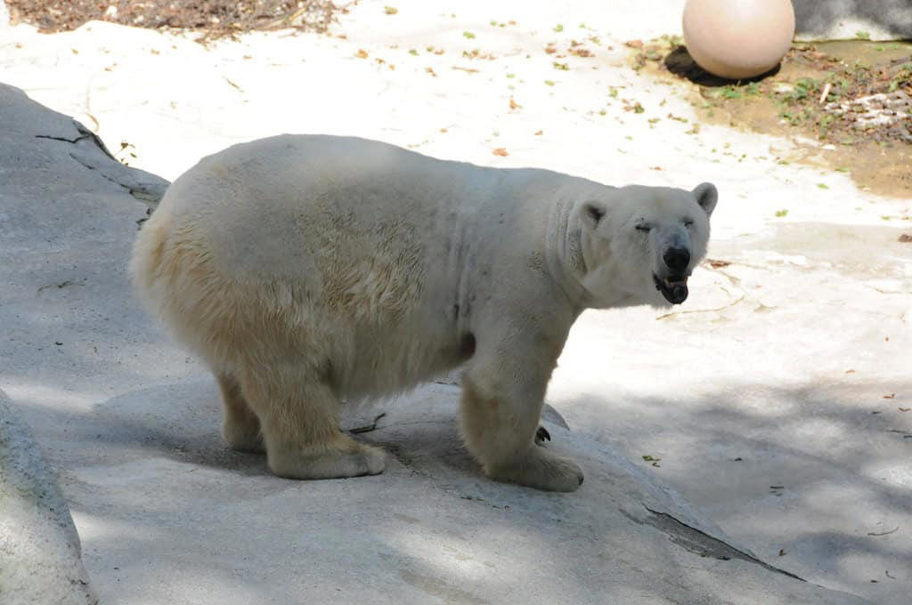 The Sad Reason Polar Bears Are Struggling to Find Food 1. Giant Pandas, 2. African Elephants, 3. Lions, 4. Gorillas, 5. Giraffes, 6. Penguins, 7. Tigers, 8. Polar Bears, 9. Chimpanzees, 10. Sea Lions and Seals, 11. Red Pandas, 12. Meerkats