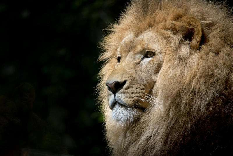 10 Big Cat Species That Don’t Live in Jungles (But Shouldn’t Be Ignored) The Mighty Lion: King of the Savannah, The Snow Leopard’s Chilly Kingdom, Cheetahs: The Speed Demons of Open Plains, Pumas (Mountain Lions) Roam the Americas, The Elusive Eurasian Lynx, The Desert’s Secret: The Caracal, Tigers in Mangroves and Grasslands, The Canadian Lynx: Snowshoe Specialist, The True Leopard: Master of Many Habitats, Servals: Tall-Eared Grassland Hunters, The Ocelot: Spotted Night Stalker, The Manul (Pallas’s Cat): Grumpy Face of the Steppes, The Jaguarundi: The Weasel Cat, The Cheetah’s Cousin: The African Golden Cat, The Ghost of the Andes: The Andean Mountain Cat, The Sand Cat: Desert’s Cutest Survivor, The Bobcat: North America’s Feline Phantom, The Jungle’s Distant Cousin: The Fishing Cat, The African Wildcat: Ancestral Adventurer, The Rusty-Spotted Cat: Tiny but Mighty, The Carpathian Lynx: Eastern Europe’s Stealthy Hunter, The Arabian Leopard: Desert Ghost, The Margay: The Acrobat of the Trees, The Jungle Cat (But Not From Jungles!), The Black-Footed Cat: Africa’s Tiny Terror