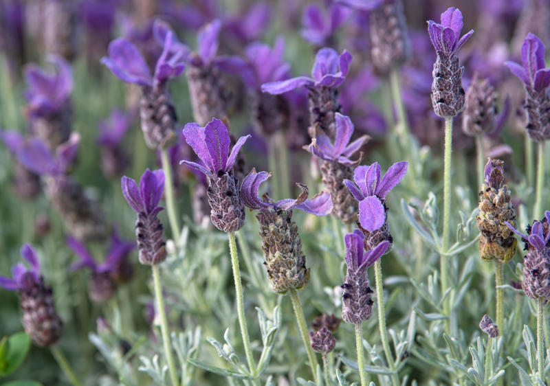 Lavender