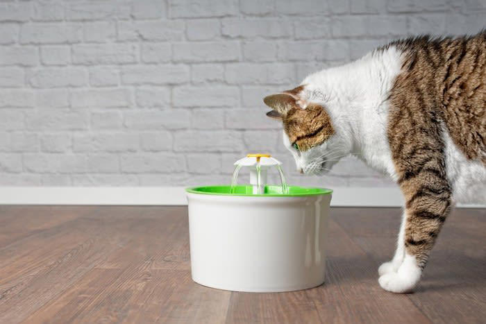 猫は暑さに弱い生き物, 猫のための夏の部屋づくり5つの対策, 1.エアコンは28℃前後をキープ, 2.風通しと空気の循環をつくる, 3.直射日光を遮る工夫を, 4.ひんやりスペースを用意する, 5.こまめな水分補給を促す