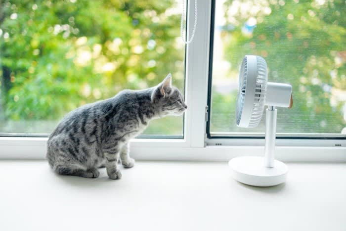 猫は暑さに弱い生き物, 猫のための夏の部屋づくり5つの対策, 1.エアコンは28℃前後をキープ, 2.風通しと空気の循環をつくる, 3.直射日光を遮る工夫を, 4.ひんやりスペースを用意する, 5.こまめな水分補給を促す