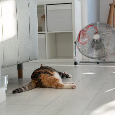 猫は暑さに弱い生き物, 猫のための夏の部屋づくり5つの対策, 1.エアコンは28℃前後をキープ, 2.風通しと空気の循環をつくる, 3.直射日光を遮る工夫を, 4.ひんやりスペースを用意する, 5.こまめな水分補給を促す