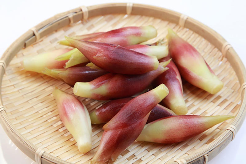 ちょっと脇役イメージな“みょうが”を解説, よく食べている「みょうが」は花のつぼみ部分, 栄養ポイントは特有の香りと紅色、食感にあり, 「みょうが」の言い伝えには根拠なし