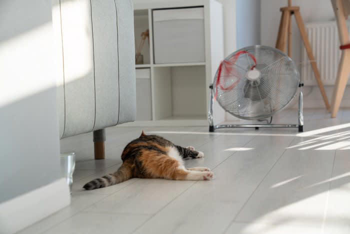 猫は暑さに弱い生き物, 猫のための夏の部屋づくり5つの対策, 1.エアコンは28℃前後をキープ, 2.風通しと空気の循環をつくる, 3.直射日光を遮る工夫を, 4.ひんやりスペースを用意する, 5.こまめな水分補給を促す