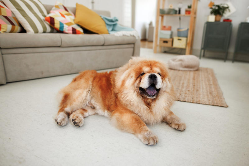 Cavalier King Charles spaniel, Bernese mountain dog, Shiba inu, Shih tzu, French bulldog, English bulldog, Chow chow, Greyhound, Newfoundland, Saint Bernard, Great Dane